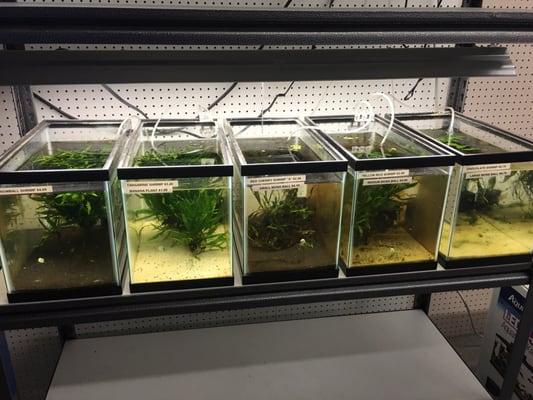 Dwarf shrimp selection. Snowballs, neon yellows, cherry shrimp, and chocolate.