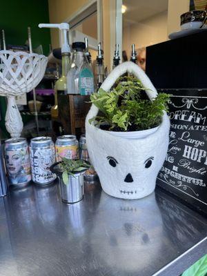 Counter with the plants and non alcoholic beer display