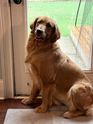 Bark Avenue Dog Grooming