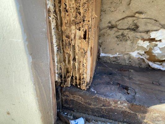 Termites eat the wall framing inside the wall...