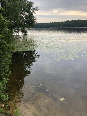 Kaleva