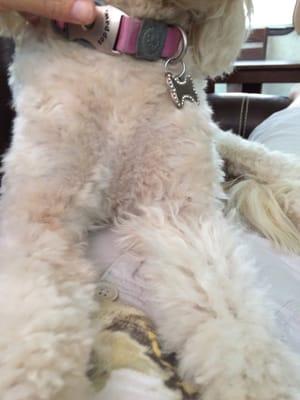 you can see in the photo my dog looks awful the cut is so inconsistent she is scalped in places and left long in others Worst $50 ever spent