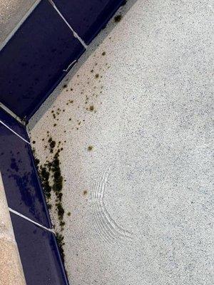 This is how they maintain the community pool. They're supposed to be keeping up with cleaning and chemicals 3x week.