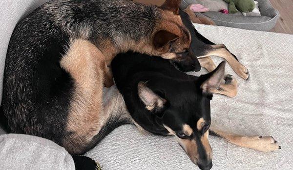 Harley’s Canine University