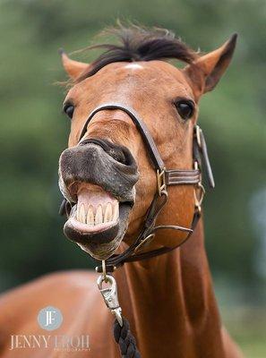Aunt Beatrices Animal Sitting