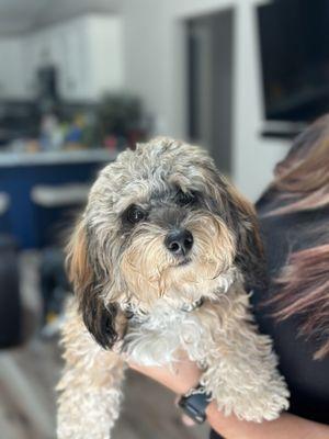 Michelles Mountain Grooming