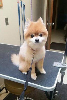 Eldridge Veterinary Clinic PC