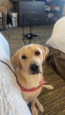 My Buddy Boarding Inn For Pets Incorp