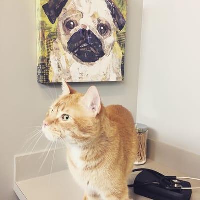 Oak Heart Veterinary Hospital