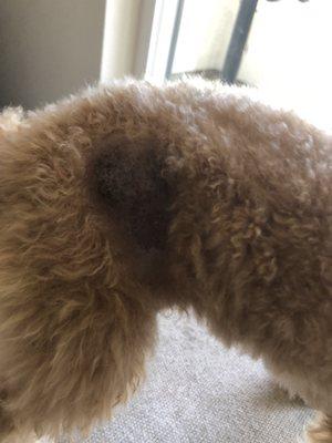 Giant bald spot that has turned black from the rabies vaccine at Vetco
