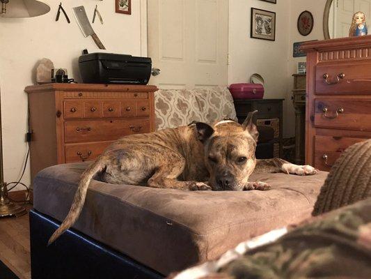 Woodbridge Animal Shelter