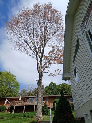 High Country Tree Service