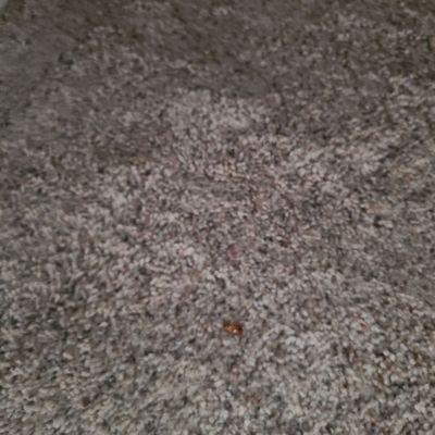 Cockroaches!!!!! Don't do it, save yourself.