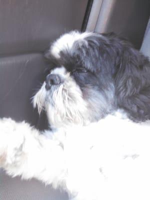 My dog cody loves it!