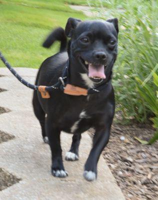 Silver Dog Grooming Salon