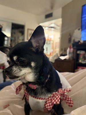 My little Missy that likes to dress up and be with me all times!!