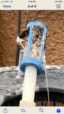 The filter. So gross, plus next to zero chlorine in the pool.