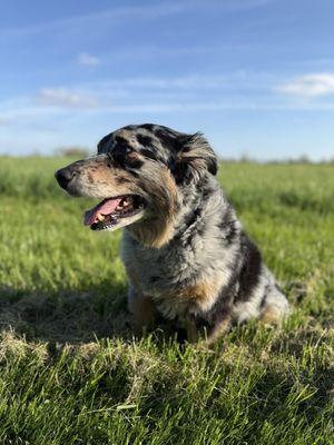 Pendleton Veterinary Clinic