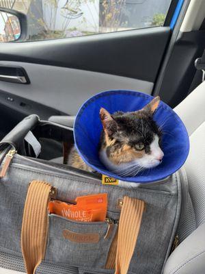 The Cat Hospital of Media