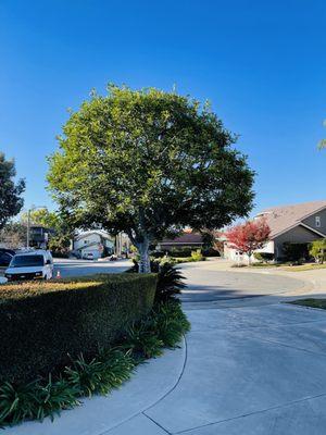 Vidal’s Garden’s Service