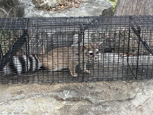 Ringtail Cat (Bassariscus astutus)