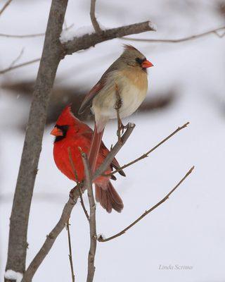 Mountain Meadows Bed & Breakfast