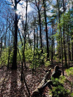 Postcard Cabins Shenandoah North