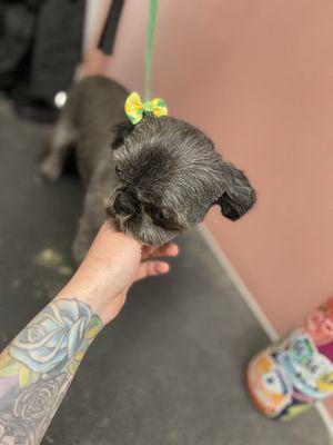 Tails of the City Dog Salon