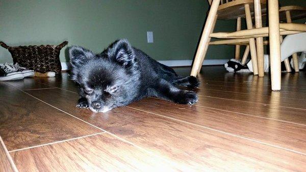 Markay's Castle of the Dogs