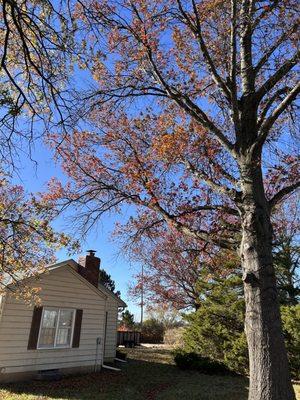 Tree Kings Urban Forestry