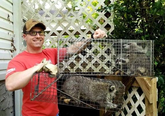 Chattanooga TN Wildlife Removal