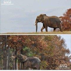 A free elephant. This is not Betty. Hope it will be