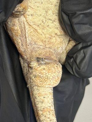 All Creatures Small Animal Hospital