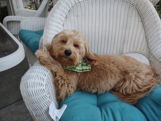 Hound Hotel and Spaw