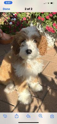 Auggie( one of Rigley and Duckies pups