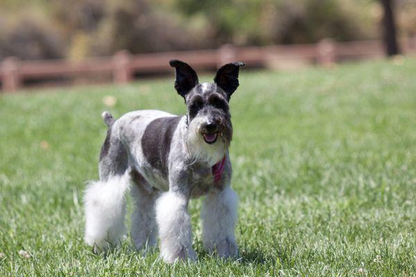 Semper Fido Grooming