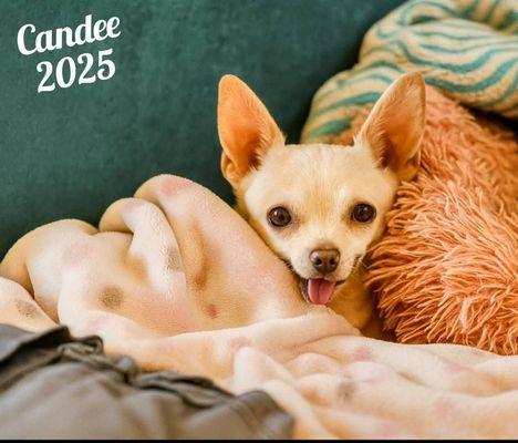 Dr Joe's Pet Hospital