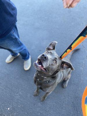 Joss is just one of the hundreds of dogs the Mylo Foundation rescues every year from our county shelters