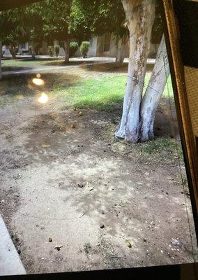 Colby Management Inc