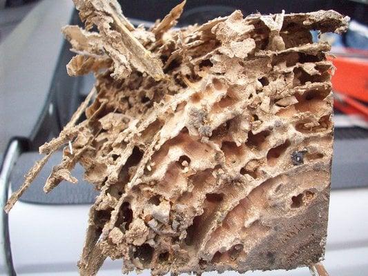 Team Champion Exterminators