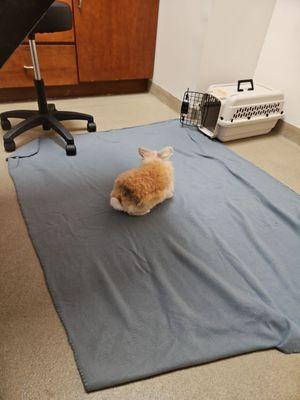 Middle Creek Veterinary Hospital & Exotic Animal Clinic