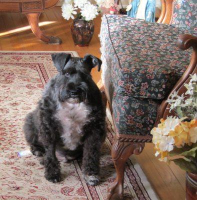 North Country Animal Shelter