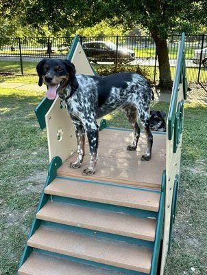 Lestat on the play equipment