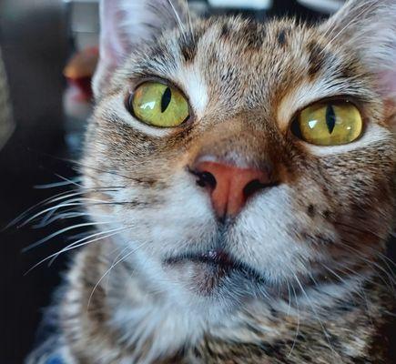 This is my cat Nala. She's such a trooper. Greatest cat I've ever had.