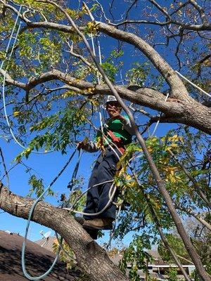 Arborez Houston Tree Service Specialist