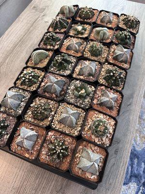 TuxedoKat Cacti & Succulent Nursery