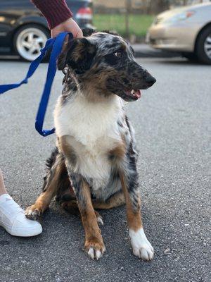 My dogs fur on his chest is so uneven, you can see how awful they did on his chest.
