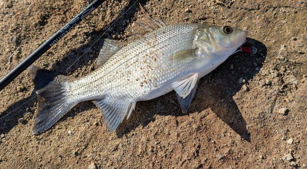 13 inch white bass. Good fighter!