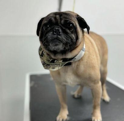 Paws And Claws Dog Grooming Salon