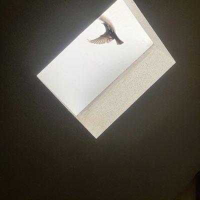 ZooPro Wildlife Removal